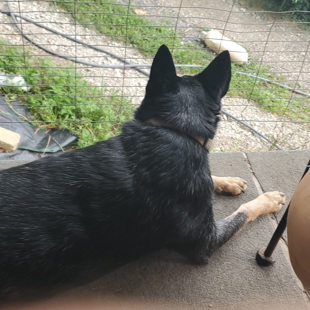 Meet your Posher, Carl